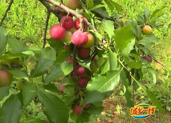 廣東興寧：徑南高山李果品嘗活動 帶動特色鄉(xiāng)村游